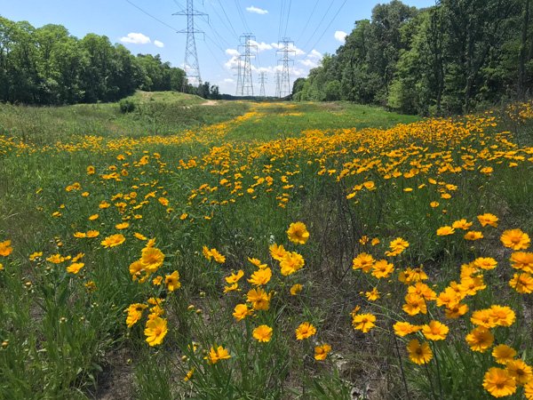 Sand Coreopsis, NIPSCO right-of-way