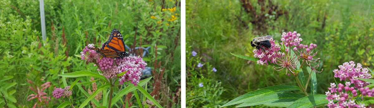Monarch butterfly and bumblebee on Common Milkweed,  Columbia Gas right-of-way