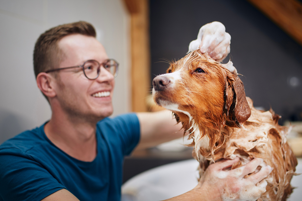 Man with glasses in blue shirt giving dog a bath