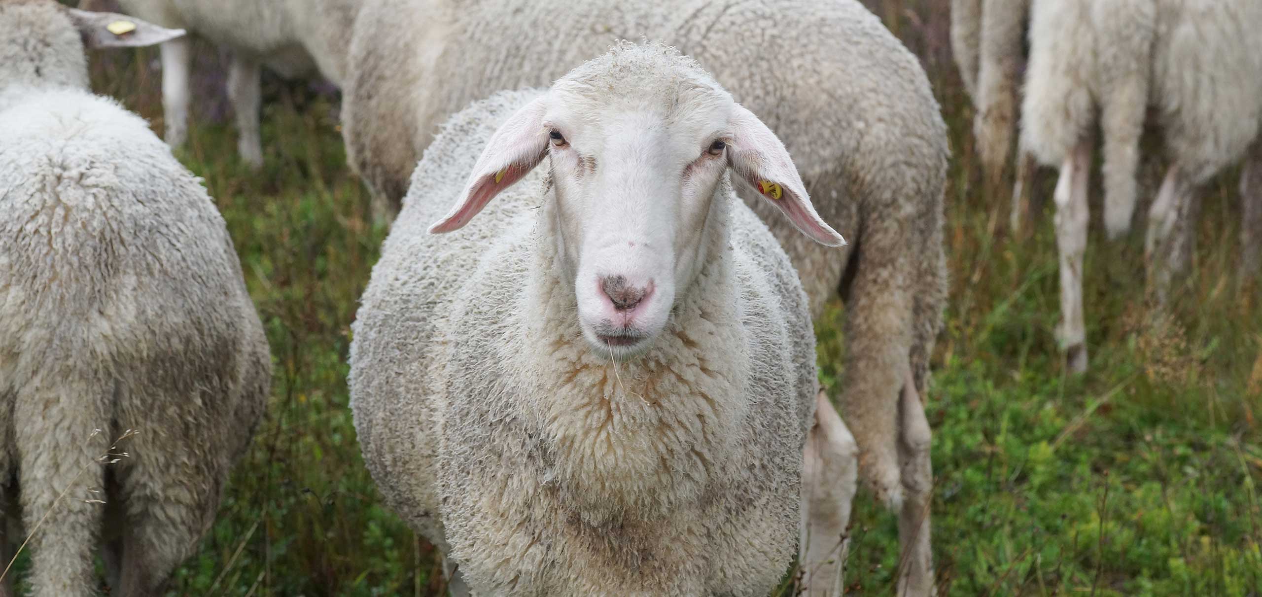 Sheep