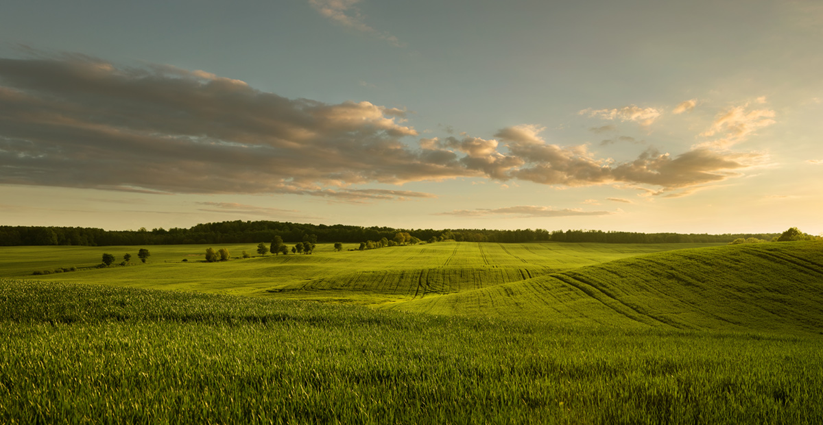 green field at sunset