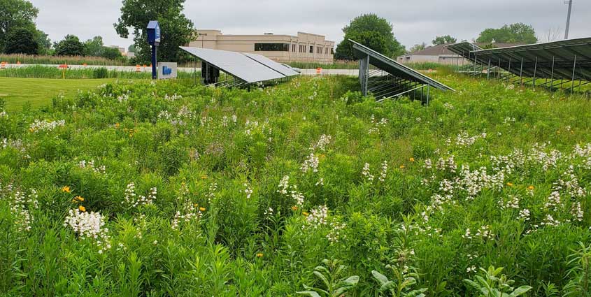 Solar panels surrounded by wild flowers and tall grass