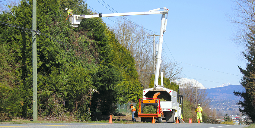 Bucket truck with worker trimming very tall trees