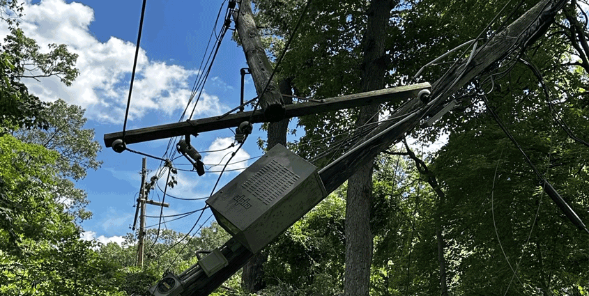 Tree on fallen line