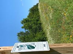 Monarch butterfly sign in a pollinator field