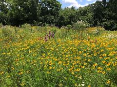 Field of yellow and purple flowers surrounded by trees