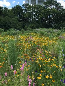 Field of yellow, pink and purple flowers surrounded by trees with a water tower in the background