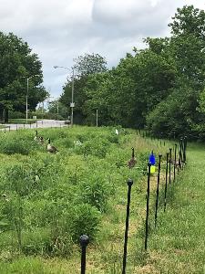 Geese grazing in a pollinator field next to a road