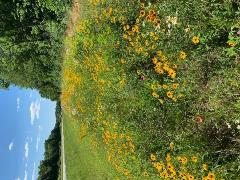 Long row of yellow, white and red flowers next to the road