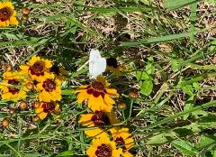 White butterfly sitting on a yellow flower in the grass