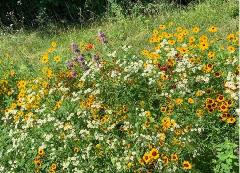 Yellow and white flowers in a green field of pollinator grasses