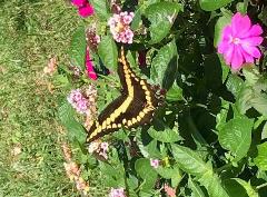 Black and yellow butterfly sitting on pink flowers