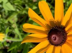 Yellow flower in a pollinator field