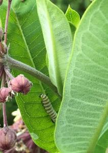 Green caterpillar crawling on a green leaf