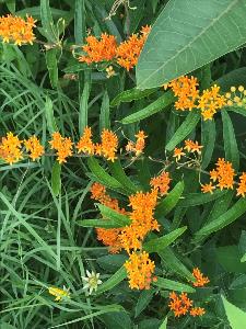 Orange flowers in a field of green grasses