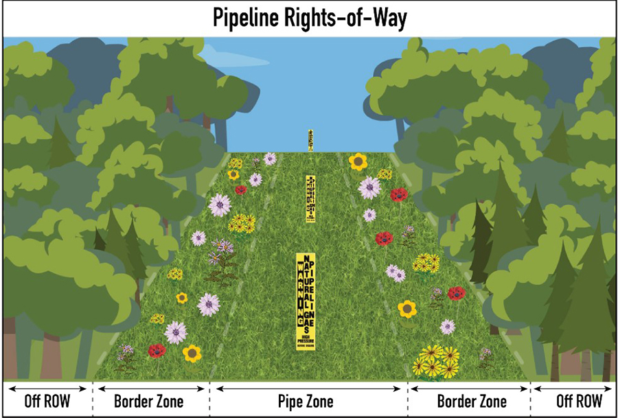 Illustration of pipeline right of way surrounded by wildflowers in forest